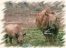 Black Rhinos