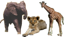 Animals Collage