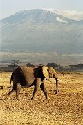 Elephant and Kilimanjaro