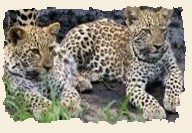 Leopard Cubs