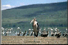 Lake Nakuru