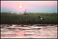 Jabiru at Shady Creek