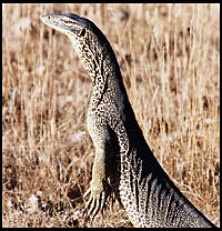 Goanna in our campsite