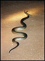 Python in our campsite