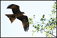 Bird in our campsite