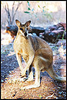 Wallaby