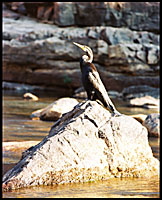 Cormorant at Katherine Gorge