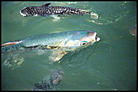 aquascene fish feeding