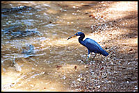 heron at the fish feeding