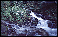 Forest stream