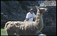 vic meets a llama