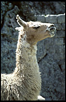 the llama close up