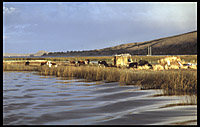 the cows float as well