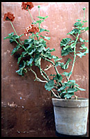 plant at the convent