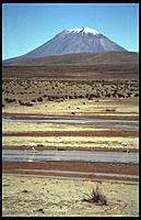 flamingos in front of el misti