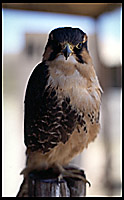 a tame eagle