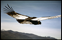 the closest i got to a condor