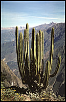 a cactus (coming soon)