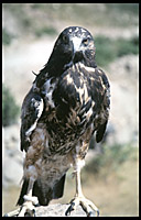 another tame eagle