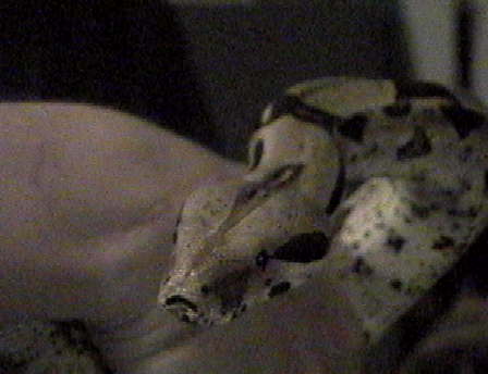 Shakuila