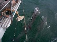 Quick! grab my fishing rod!