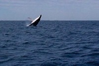 Ozzie whales sing Walzing Mathilda.