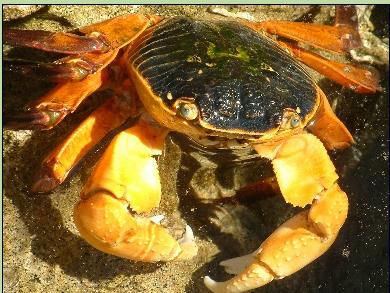 Makes me crabby