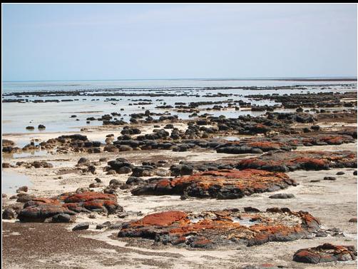 These are stromatolites AFTER Louie turned his stereo on.