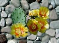 The first flower that blossomed on this earth was an invitation to the unborn song.