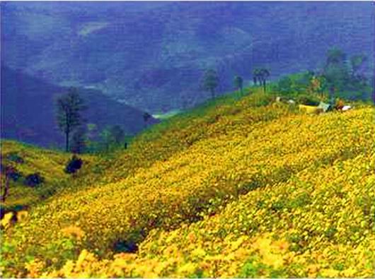 Bua Tong Blossom in November , Click for how to get there, MaeHongSon Province Thailand.