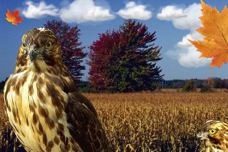 Skylark