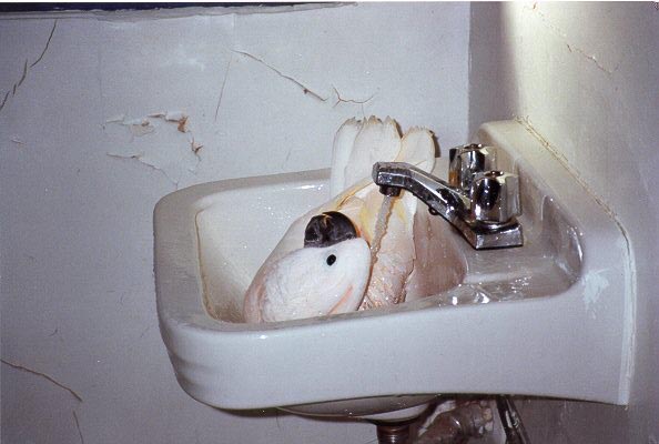 /user/bathing.jpg