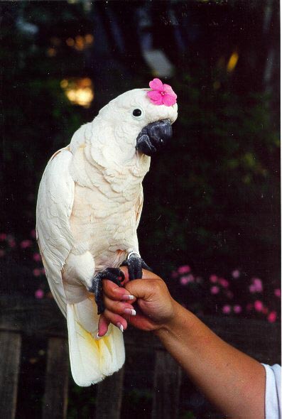 /user/flower.jpg