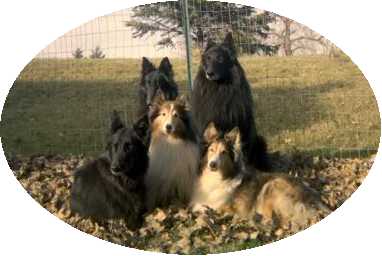 Cassie, Grace, Mandy, Walker & Kia
