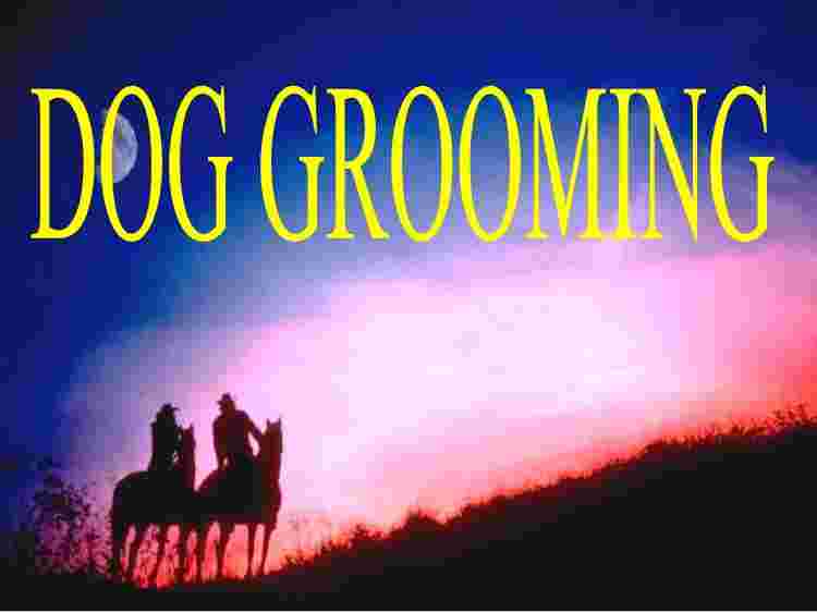 DOG GROOMING