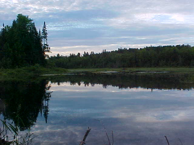 Bog at Meadow Brook