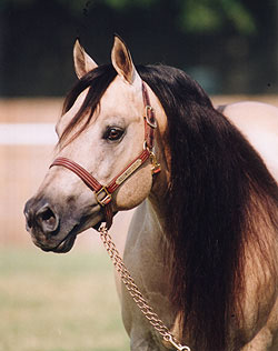Hollywood Dun It, Three Million Dollar sire