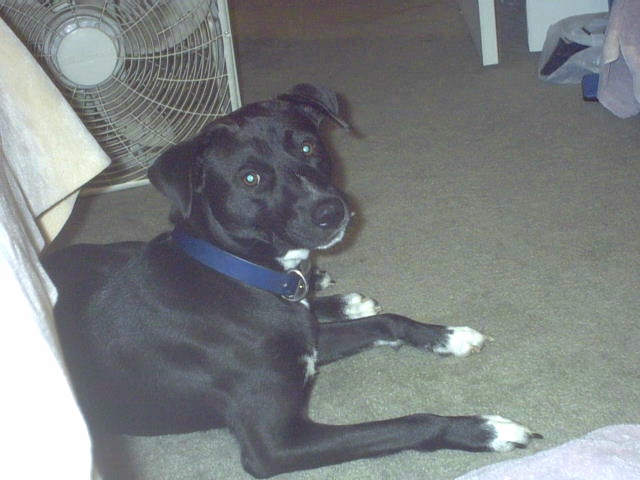 Being a dog