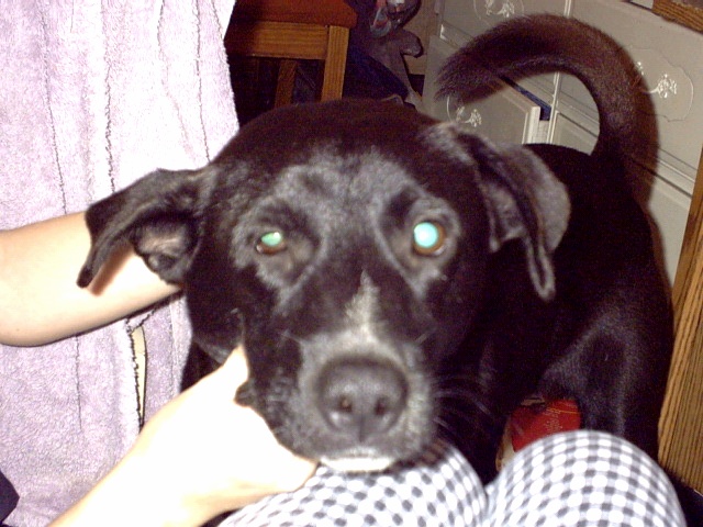 Getting my ears scratched