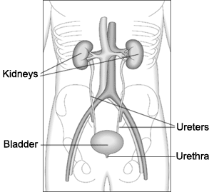 Kidneys