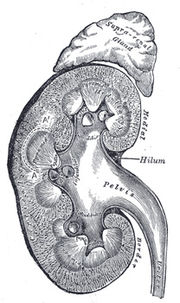 Alternative Medicine Acupuncture Herbal Treatment Cure Kidney Cancer Herbs Kuala Lumpur Treatment Cure Centre