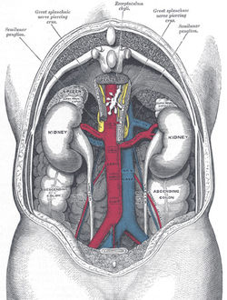 Alternative Medicine Acupuncture Herbal Treatment Cure Kidney Cancer Herbs Kuala Lumpur Treatment Cure Centre