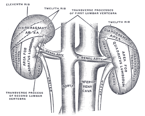 Alternative Medicine Acupuncture Herbal Treatment Cure Kidney Cancer Herbs Kuala Lumpur Treatment Cure Centre