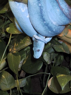 chondro10.jpg