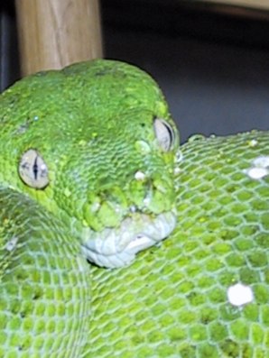 chondro11.jpg