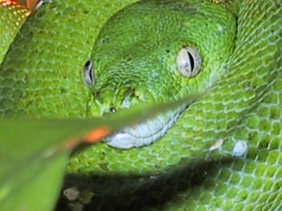 chondro13.jpg