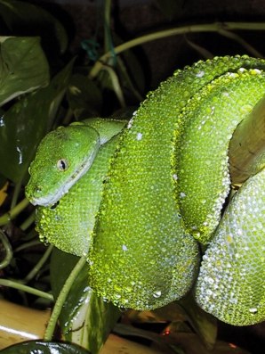 chondro14.jpg