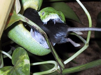 chondro15.jpg