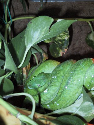 chondro16.jpg