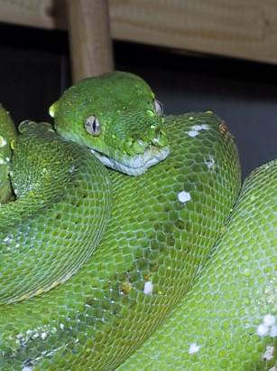 chondro20.jpg